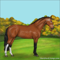 Horse Color:Gray Bay