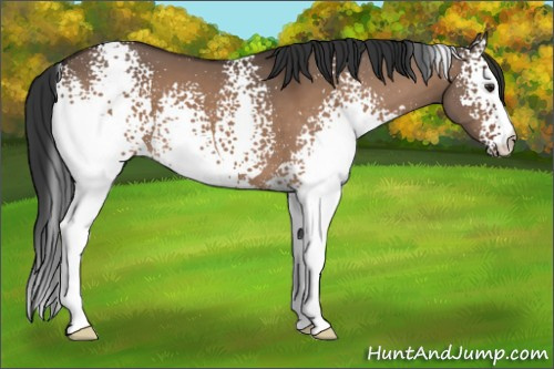 Horse Color:White Spotted Brown Dun 
