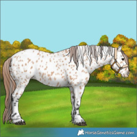 Horse Color:Bay Dun Appaloosa 