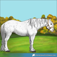 Horse Color:Blue Roan Leopard Rabicano 