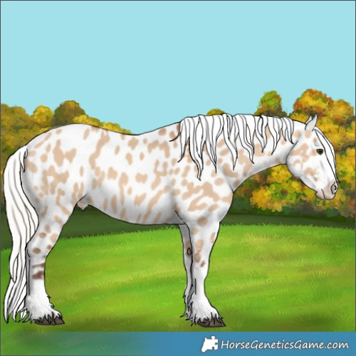 Horse Color:Silver Bay Dun Appaloosa