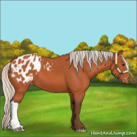 Horse Color:Silver Bay Appaloosa 