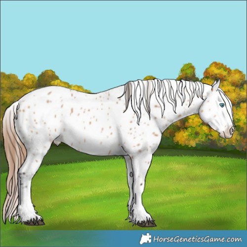Horse Color:Bay Dun Splash Appaloosa 
