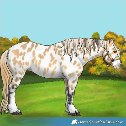 Horse Color:Buckskin Dun Appaloosa
