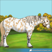 Horse Color:Buckskin Dun Near Leopard 