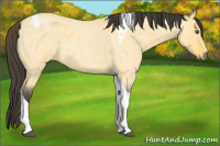 Horse Color:Buckskin Roan Dun Tobiano 