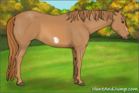 Horse Color:Chestnut Frame 