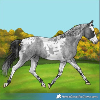 Horse Color:Blue Roan Splash Tobiano 