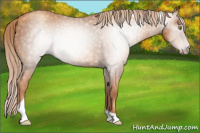 Horse Color:Gray Gold Champagne Tobiano