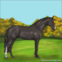 Horse Color:Smoky Black 