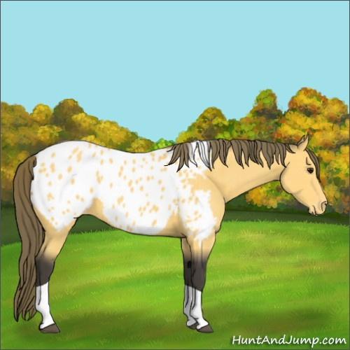 Horse Color:Buckskin Tobiano Appaloosa 