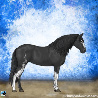 Horse Color:White Spotted Black 