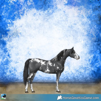 Horse Color:White Spotted Black Mushroom Sabino Rabicano 