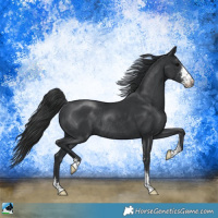 Horse Color:Black Mushroom Sabino Rabicano 