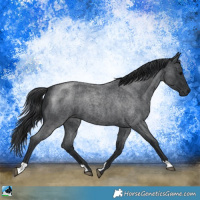 Horse Color:Blue Roan Mushroom 