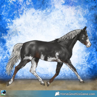 Horse Color:Liver Chestnut Mushroom Sabino Rabicano 