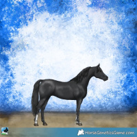 Horse Color:Black Mushroom Sabino Rabicano 