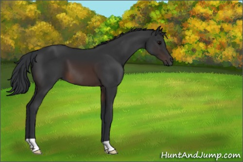 Horse Color:Brown 