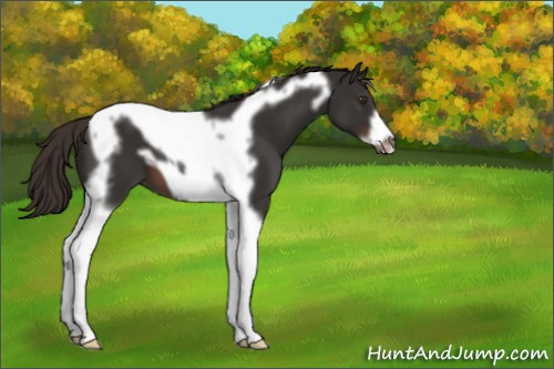 Horse Color:Liver Chestnut Tobiano Frame 