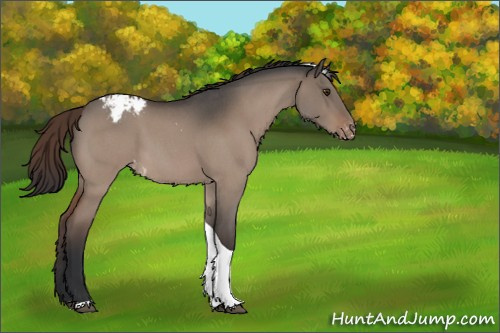 Horse Color:Brown Roan Dun Tobiano Appaloosa 