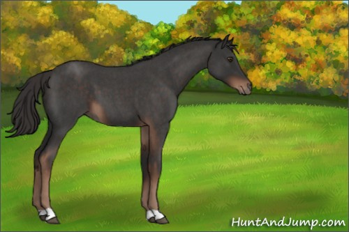 Horse Color:Liver Red Roan 