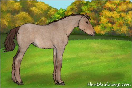 Horse Color:Liver Red Dun Roan 