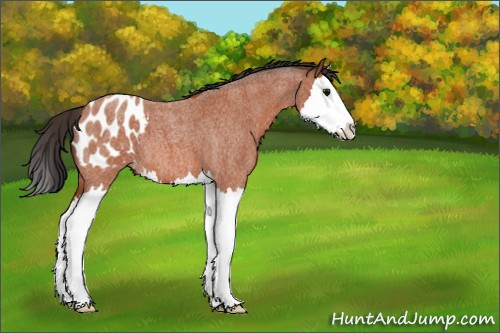 Horse Color:Bay Roan Splash Appaloosa 