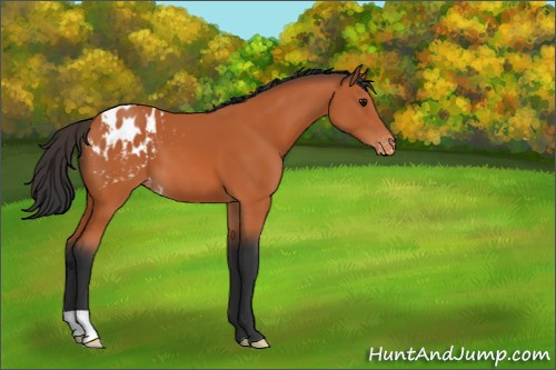 Horse Color:Bay Appaloosa 