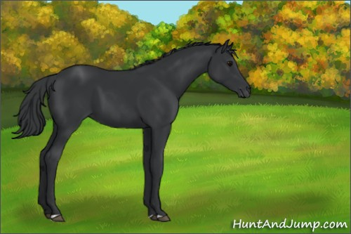 Horse Color:Black 