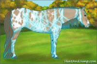 Horse Color:Thunderstruck Red Dun Appaloosa 