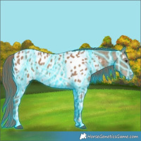 Horse Color:Thunderstruck Red Dun Appaloosa 