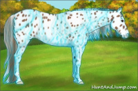 Horse Color:Thunderstruck Chestnut Appaloosa 