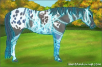 Horse Color:Thunderstruck Grullo Appaloosa 