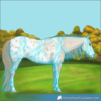 Horse Color:Thunderstruck Gold Champagne Dun Appaloosa 