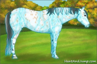 Horse Color:Thunderstruck Brown Dun Appaloosa 
