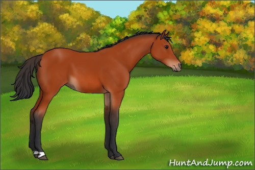 Horse Color:Bay 