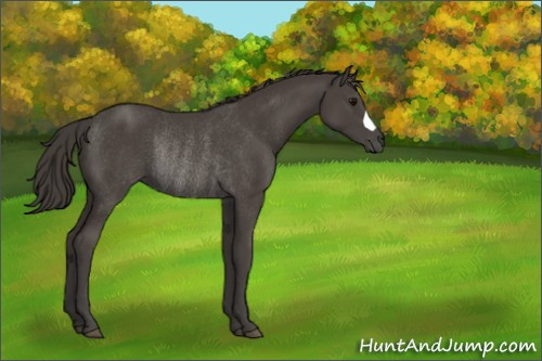 Horse Color:Smoky Black Rabicano 