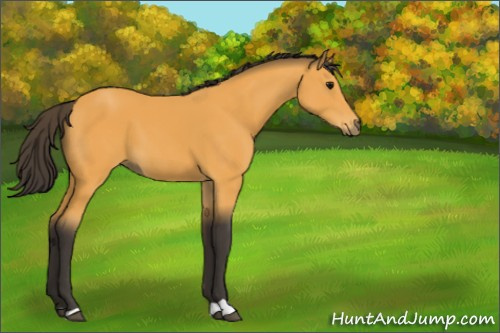 Horse Color:Buckskin 