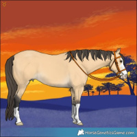 Horse Color:Buckskin 