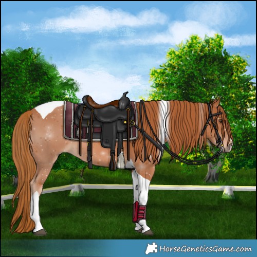 Horse Color:Chestnut Tobiano 