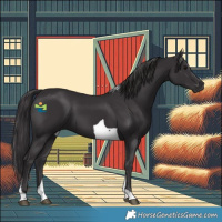 Horse Color:Smoky Black Tobiano 