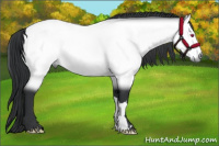 Horse Color:Bay Chinchilla 