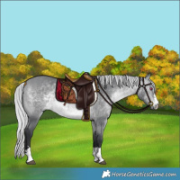 Horse Color:Silver Bay Chinchilla 