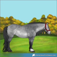 Horse Color:Bay Chinchilla 