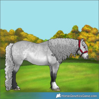 Horse Color:Silver Bay Chinchilla 