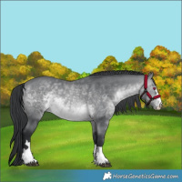 Horse Color:Brown Chinchilla