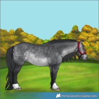Horse Color:Brown Chinchilla