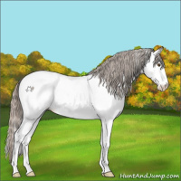 Horse Color:White Spotted Silver Grullo Sabino Appaloosa 