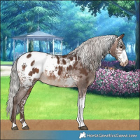 Horse Color:White Spotted Silver Brown Sabino Appaloosa 