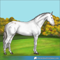 Horse Color:White Spotted Liver Red Dun Appaloosa Brindle 